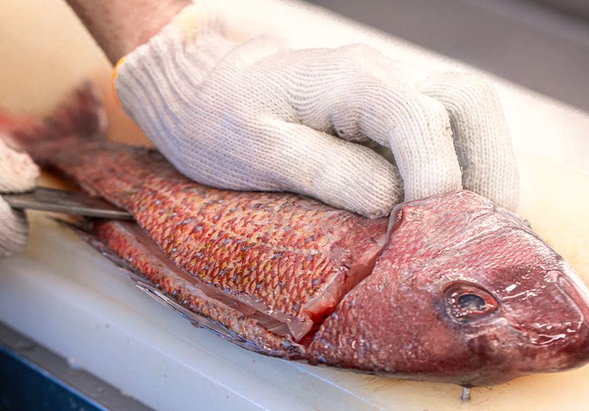 Gloved hands preparing a sea bream